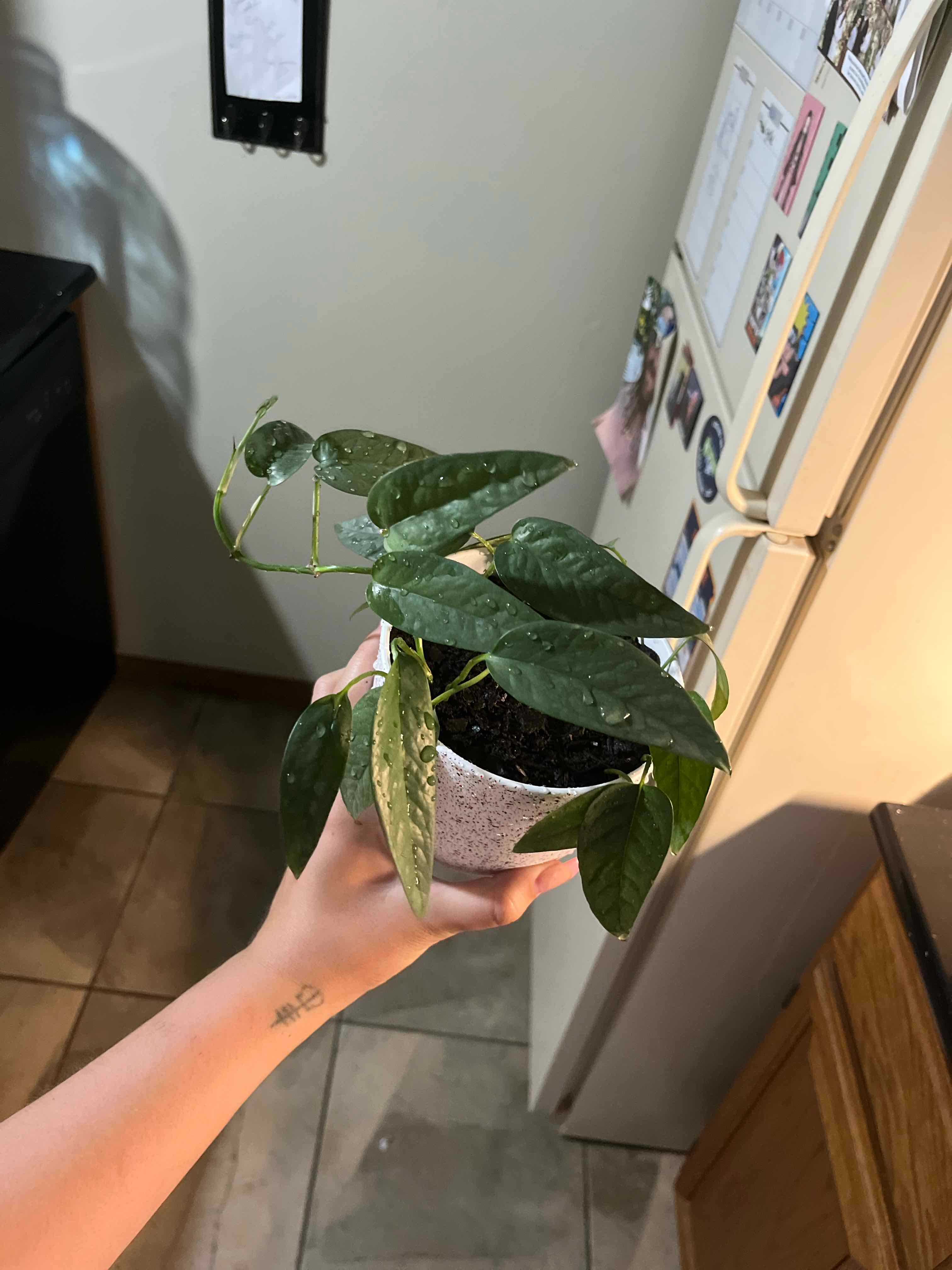 Cebu Blue Pothos plant being held by a hand, with visible soil and healthy green leaves.