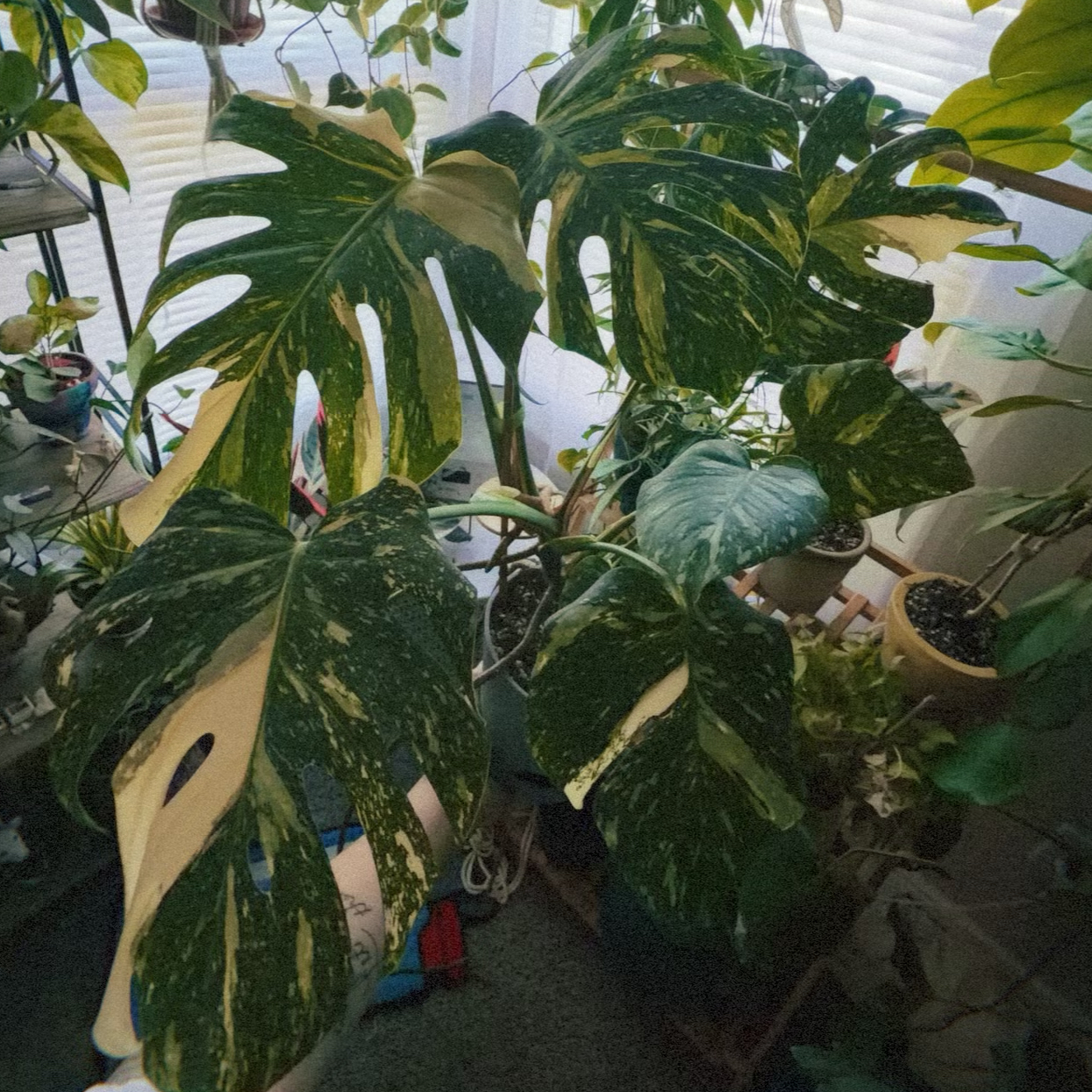 Photo of the plant species Monstera by Tamara named Tsunade on Greg, the plant care app