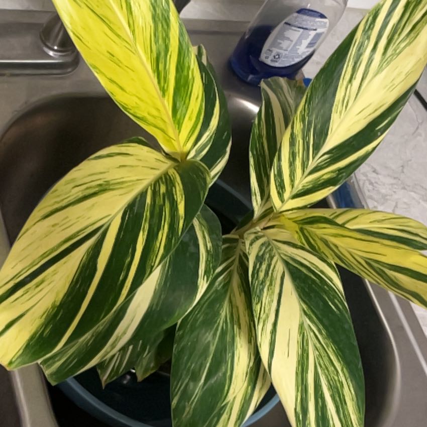 Variegated Shell Ginger plant with green and yellow variegated leaves in a sink.