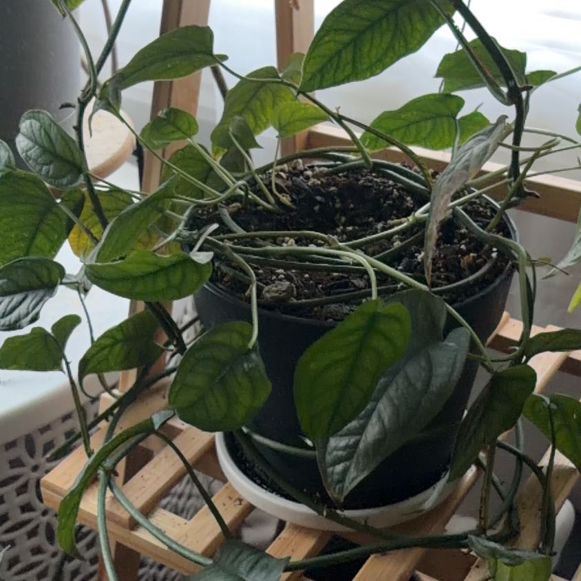 Photo of the plant species monstera siltepecanna by Tamara named Maya on Greg, the plant care app