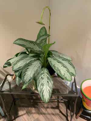 Silver Bay Aglaonema plant photo by @bigshe64 named Aggie on Greg, the plant care app.