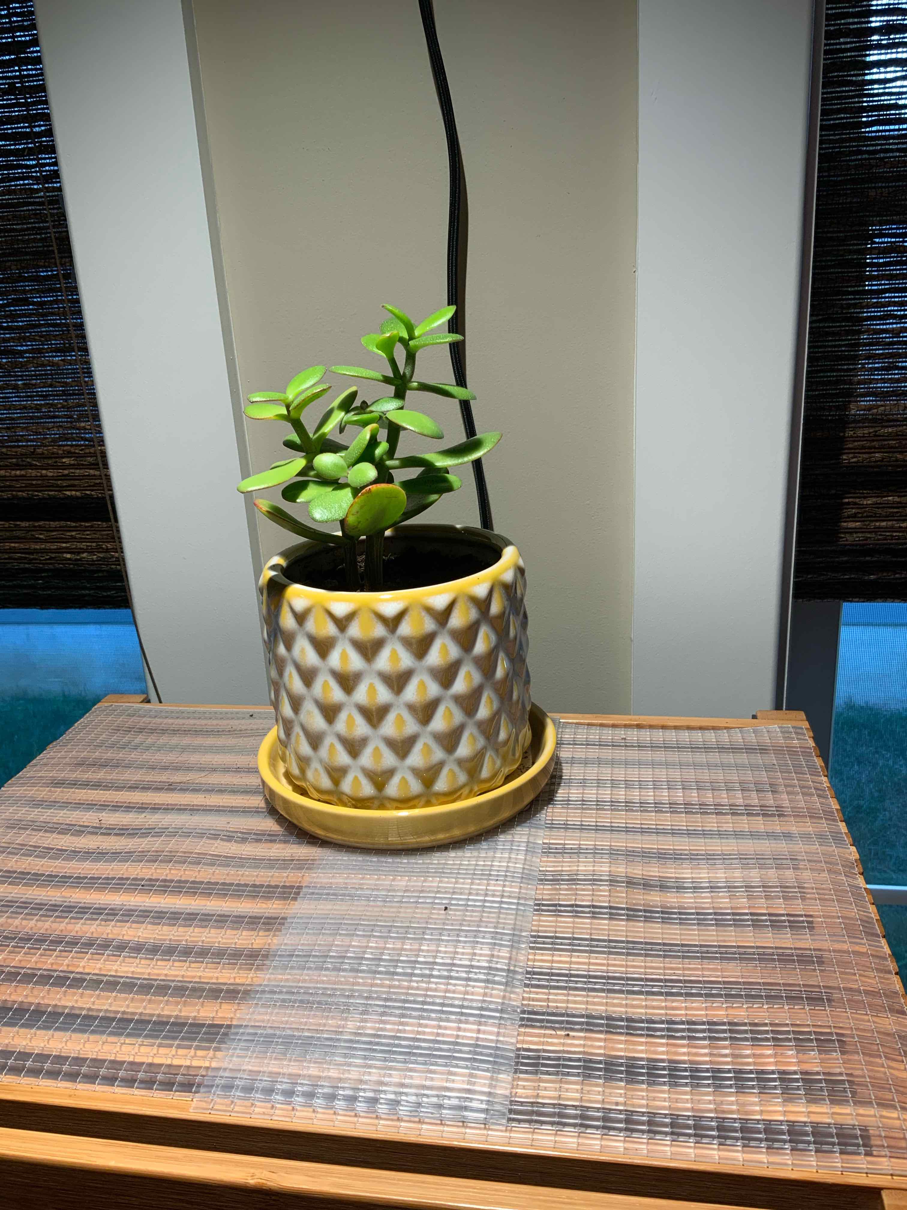 Lucky Plant plant photo by @bigshe64 named Jade on Greg, the plant care app.