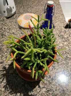 Mistletoe Cactus plant