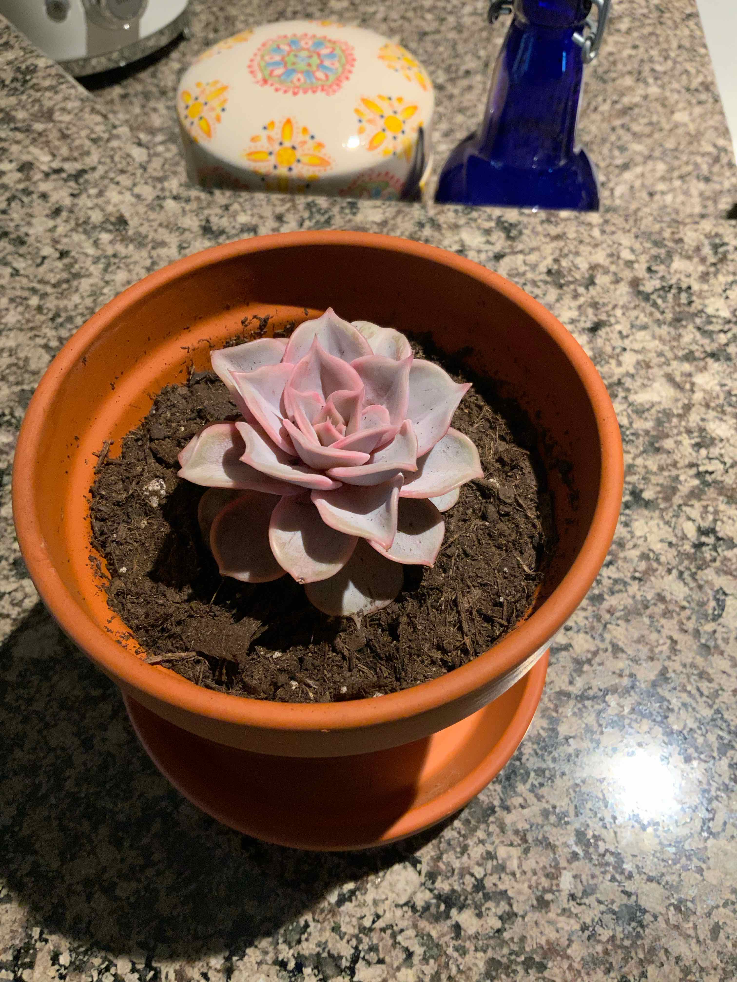 Echeveria 'Lola' plant photo by @bigshe64 named Etch on Greg, the plant care app.
