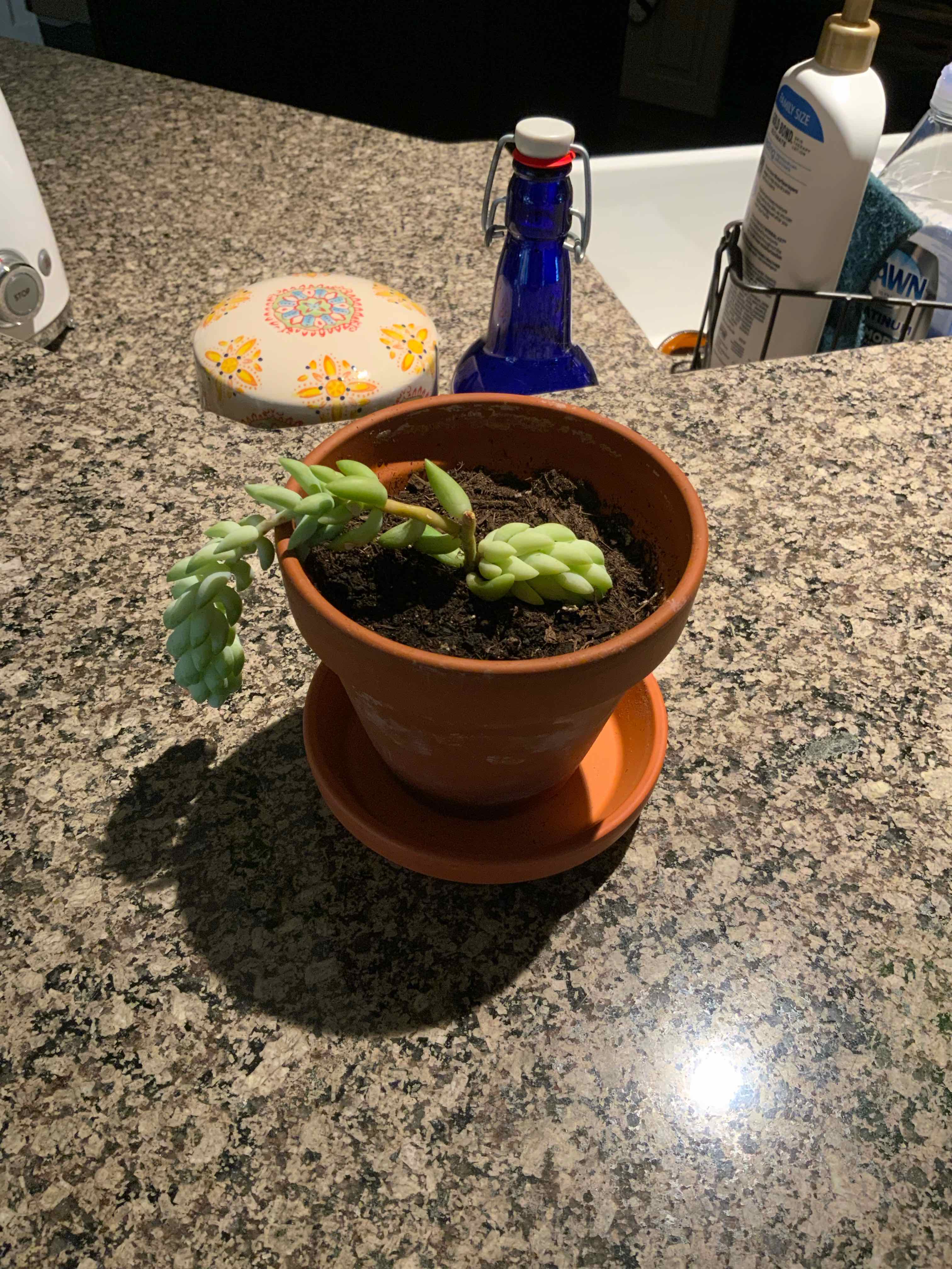 Burro's Tail plant photo by @bigshe64 named Donkey on Greg, the plant care app.