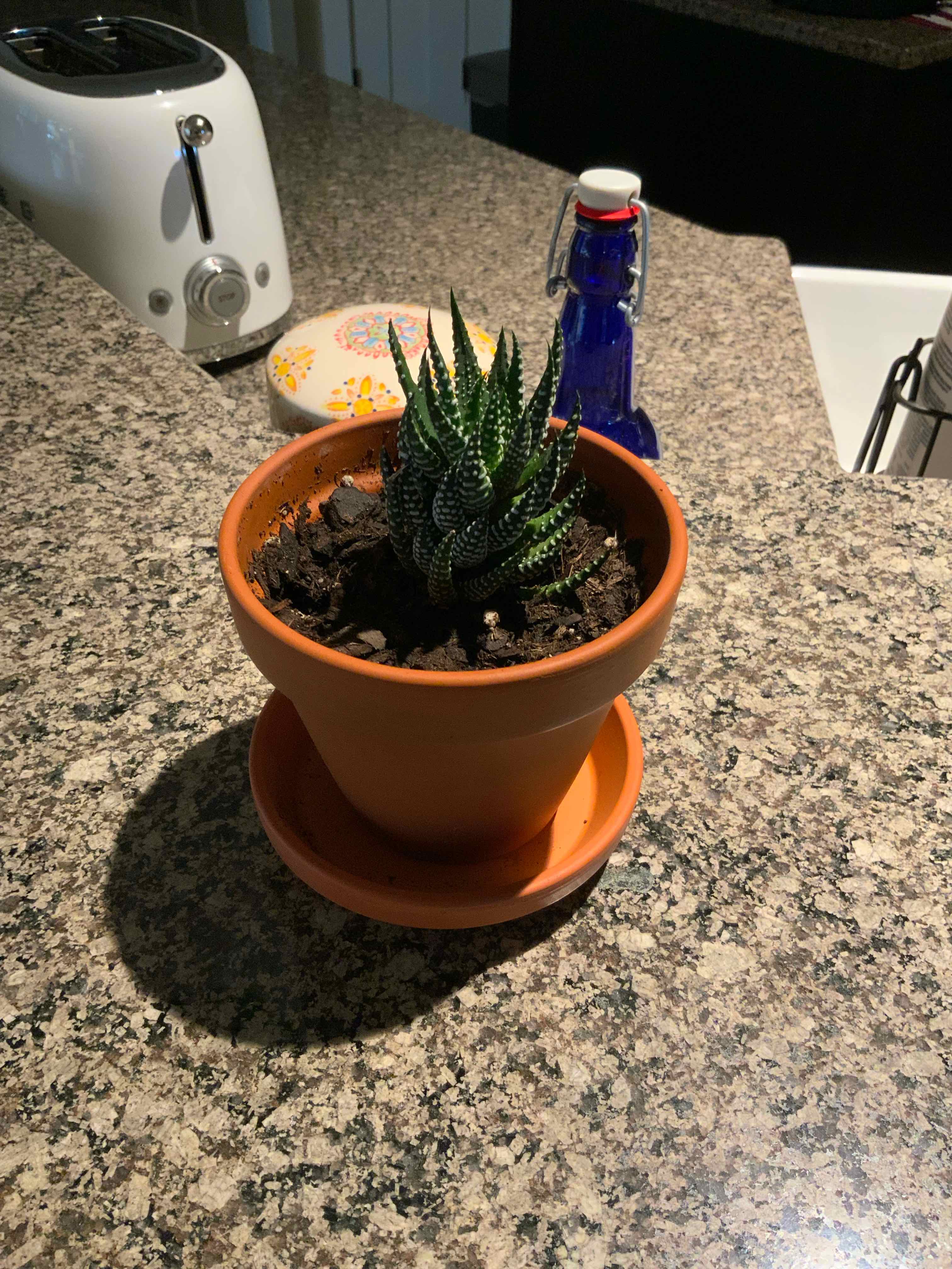 Zebra Plant plant photo by @bigshe64 named Zeb on Greg, the plant care app.