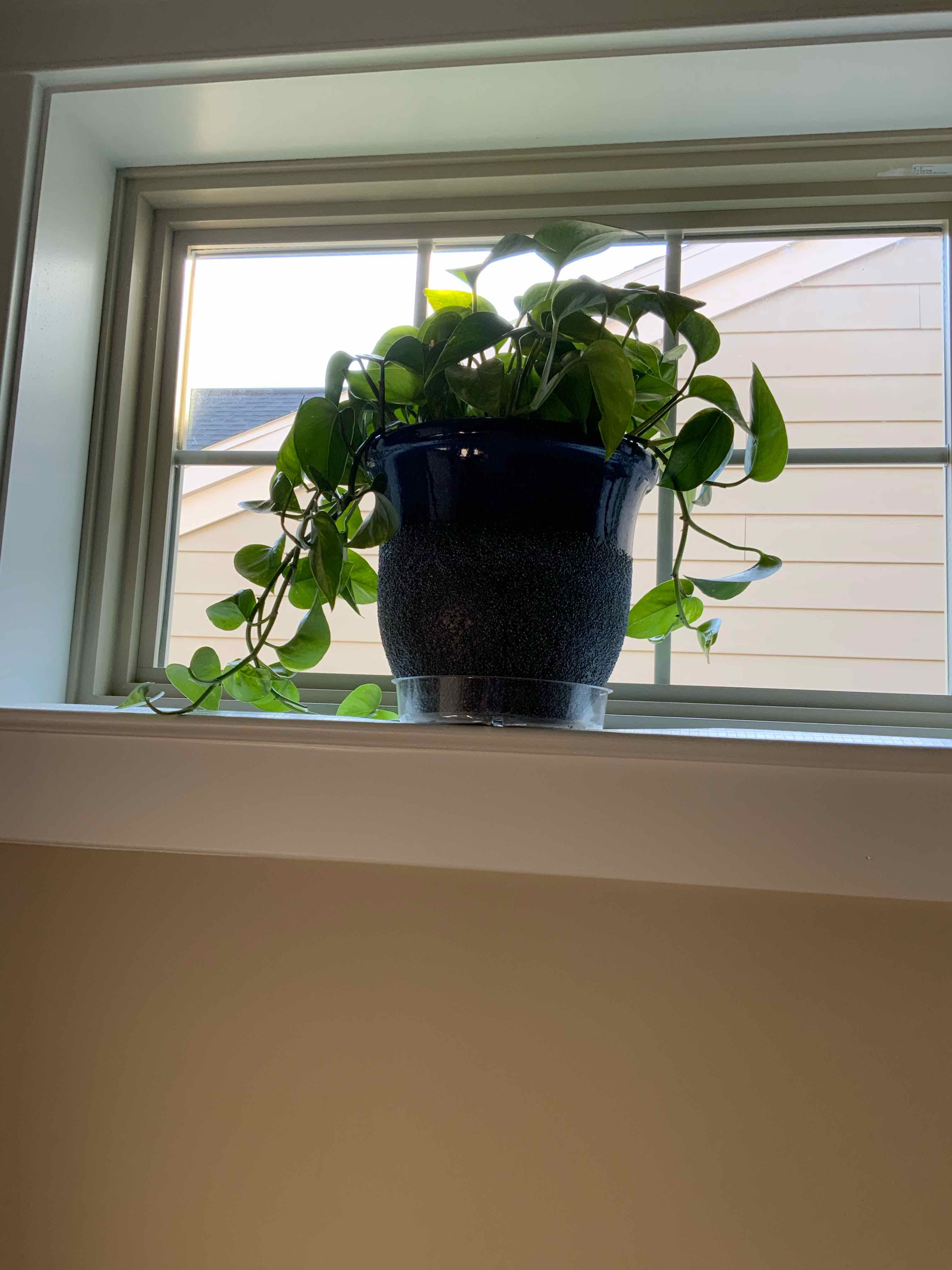 Hawaiian Pothos plant photo by @bigshe64 named Nene on Greg, the plant care app.