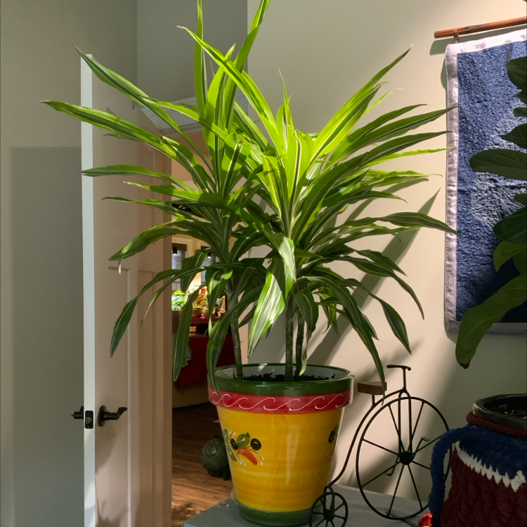 Photo of the plant species Dracaena Goldstar by @bigshe64 named Dragula on Greg, the plant care app