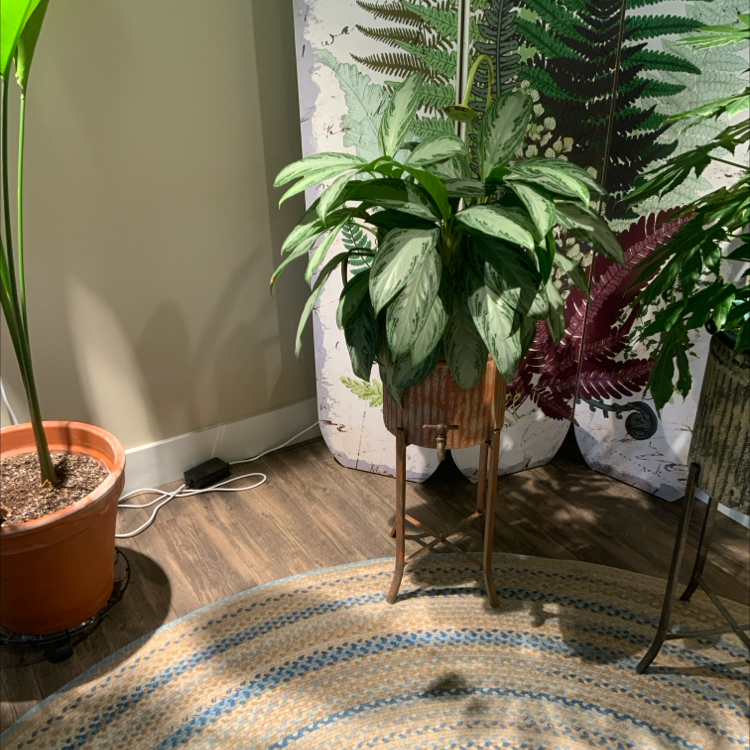 Photo of the plant species Aglaonema 'Silver Bay' by @bigshe64 named Aggie on Greg, the plant care app