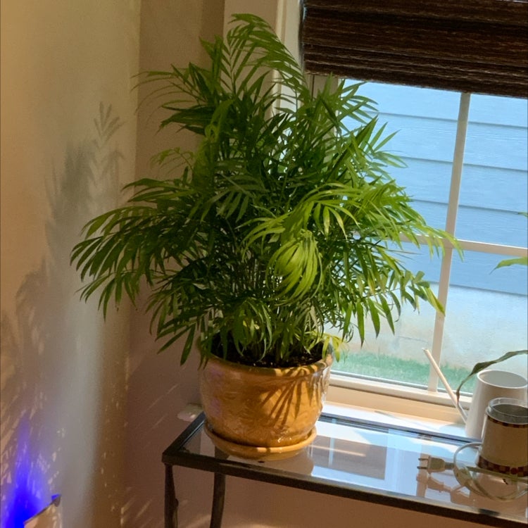 Parlour Palm plant photo by @bigshe64 named Polly on Greg, the plant care app.