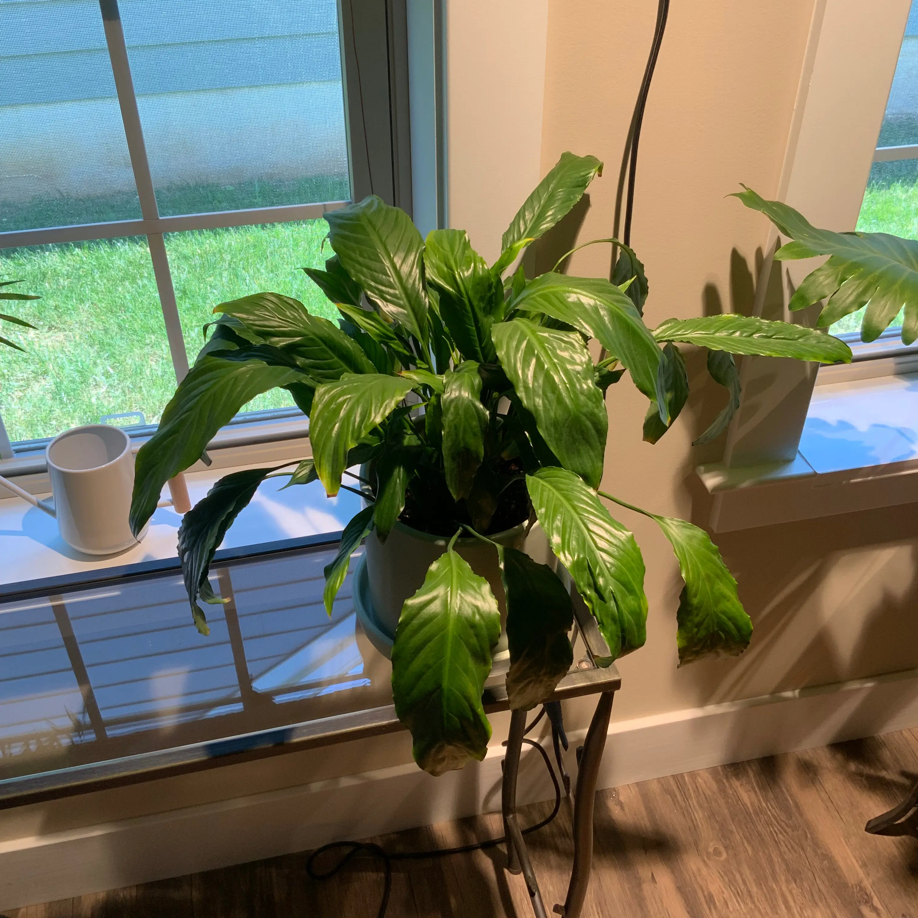 Peace Lily plant photo by @bigshe64 named Lily on Greg, the plant care app.