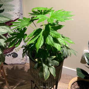 Fatsia Japonica Spider Web plant photo by @bigshe64 named Patsy on Greg, the plant care app.
