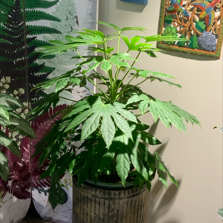 Photo of the plant species Fatsia Japonica Spider Web by @bigshe64 named Patsy on Greg, the plant care app