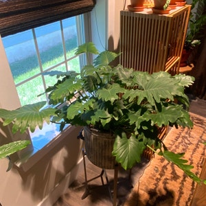 Philodendron Xanadu plant photo by @bigshe64 named Phil on Greg, the plant care app.