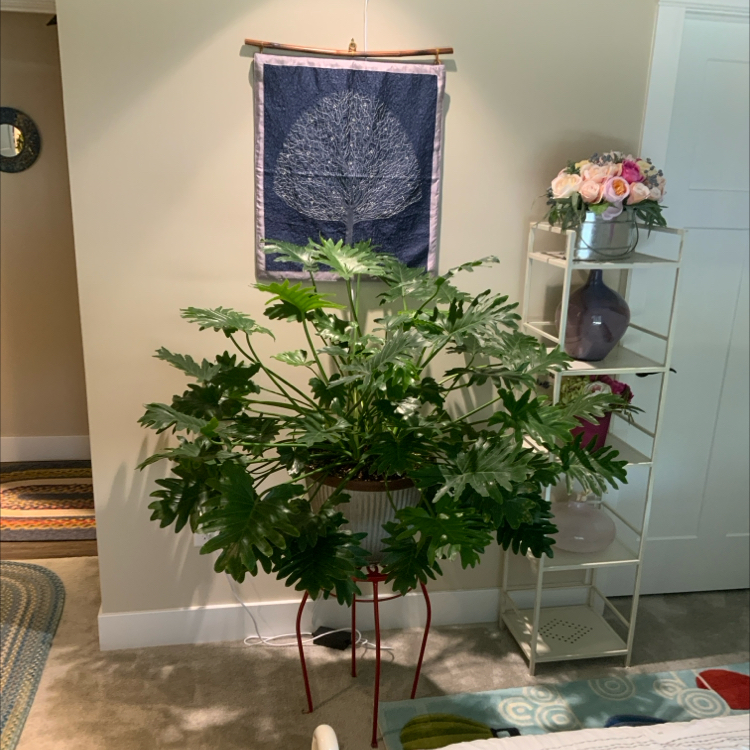Philodendron Xanadu plant photo by @bigshe64 named Phil on Greg, the plant care app.