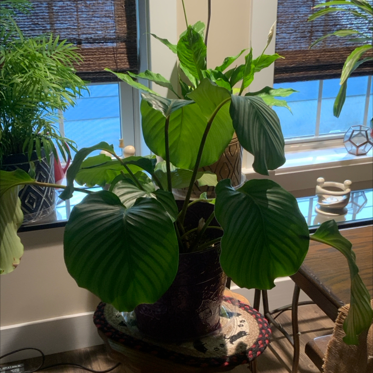 Calathea Orbifolia plant photo by @bigshe64 named Obi Wan on Greg, the plant care app.