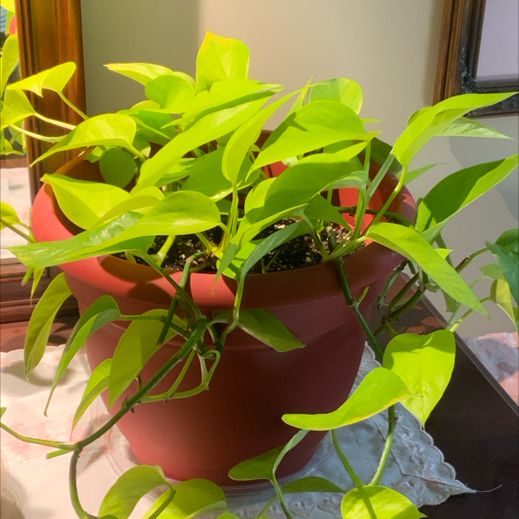 Neon Pothos plant photo by @bigshe64 named Vegas on Greg, the plant care app.