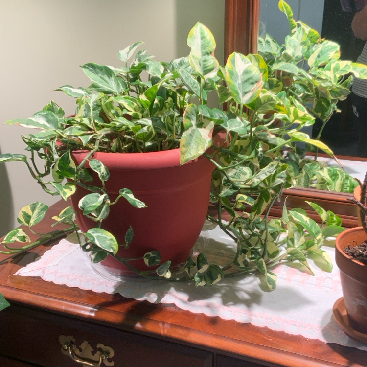 Pearls and Jade Pothos plant photo by @bigshe64 named Prince on Greg, the plant care app.