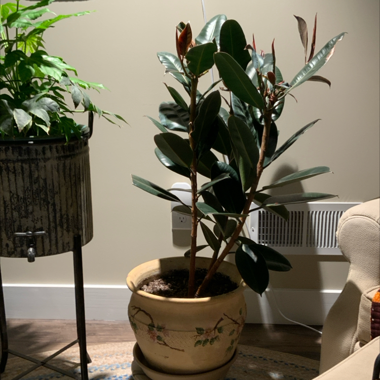 Rubber Plant plant photo by @bigshe64 named Pirelli on Greg, the plant care app.