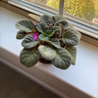 Kenyan Violet plant in Ephrata, Pennsylvania