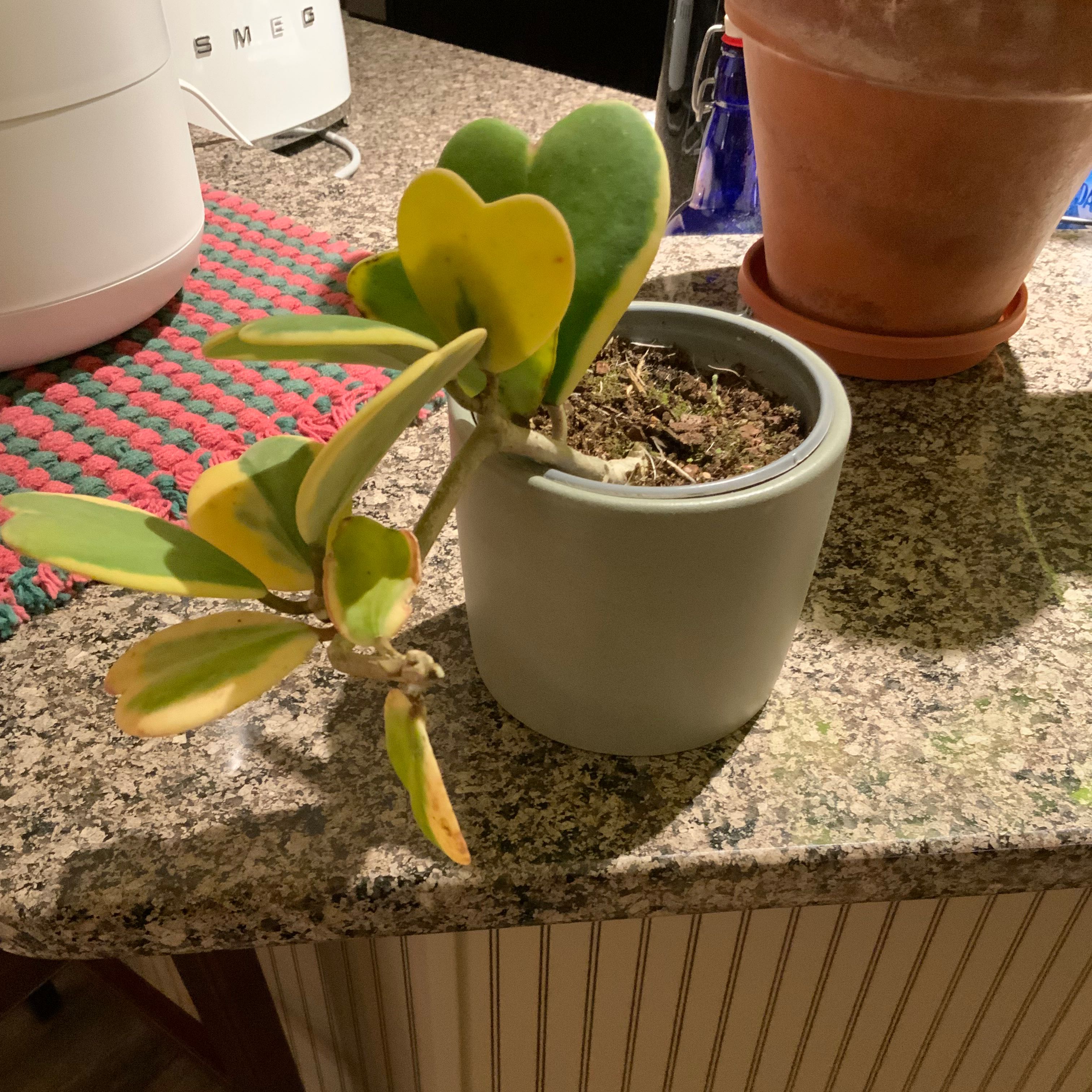 Variegated Heart Leaf Hoya plant in a pot with yellowing and browning leaves.