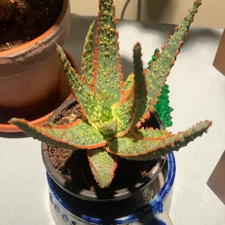 Aloe 'Christmas Carol' plant in Ephrata, Pennsylvania