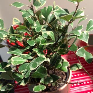Ficus triangularis 'Variegata' plant in Ephrata, Pennsylvania