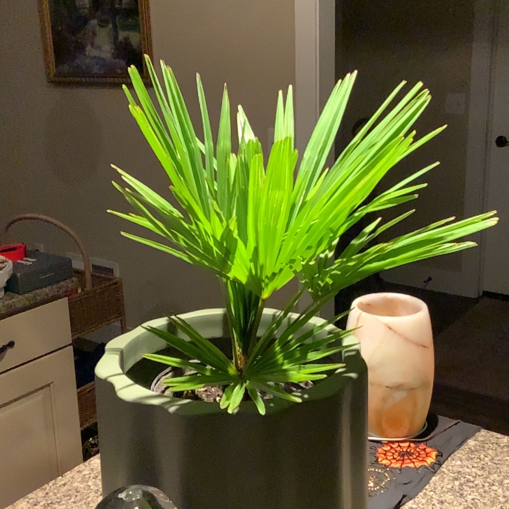 Healthy Chinese Windmill Palm in a pot with vibrant green leaves.