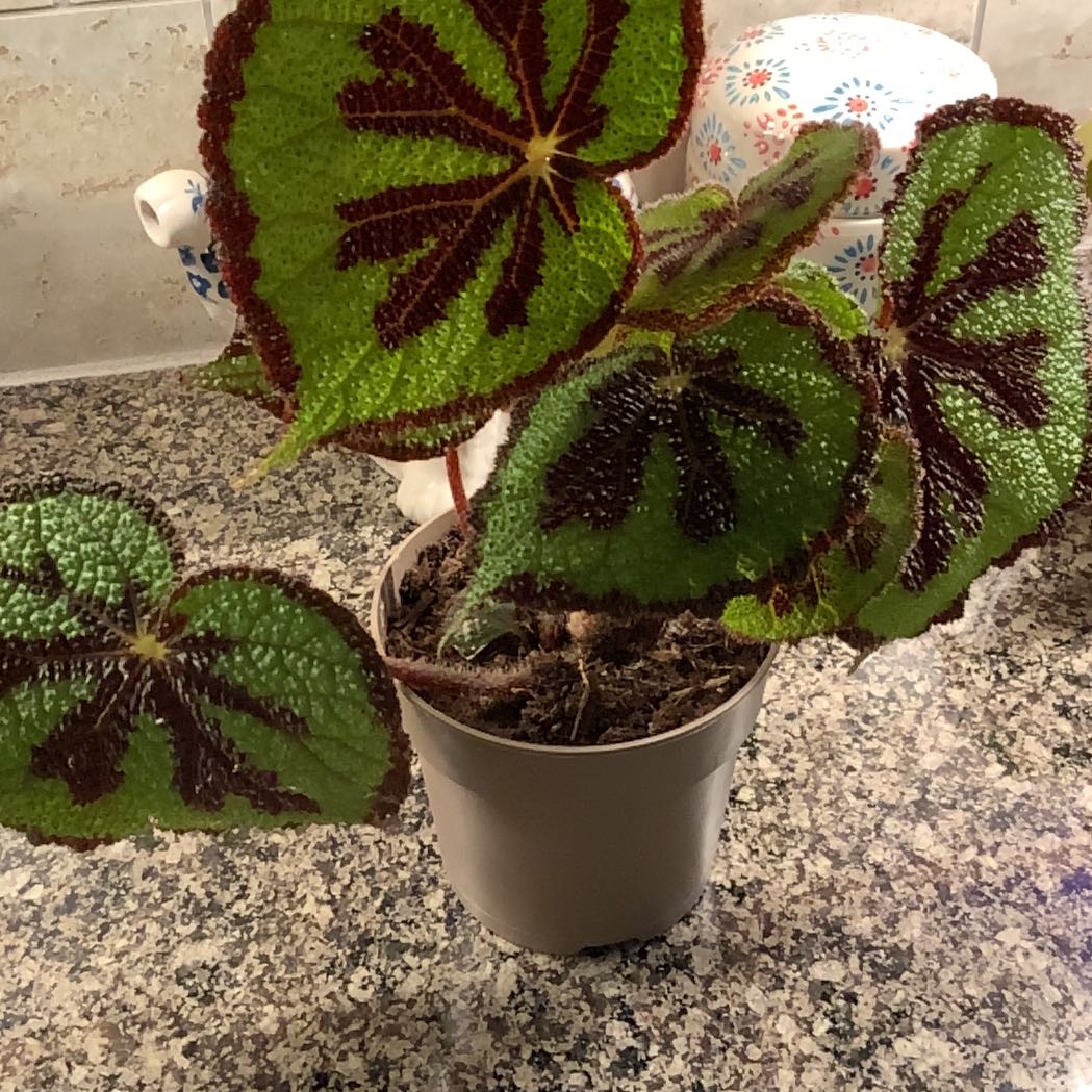 Iron Cross Begonia plant in a pot with green leaves and dark brown cross patterns.