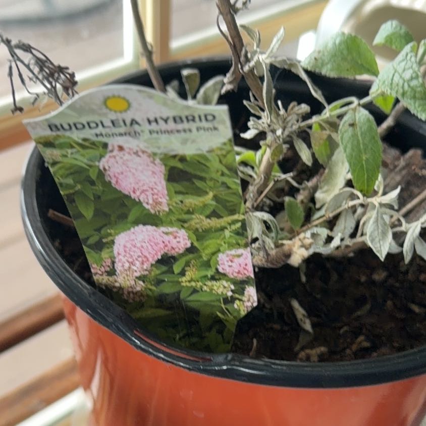 Plant care for Butterfly Bush 'BuzzTM Midnight' on Greg, the plant care app