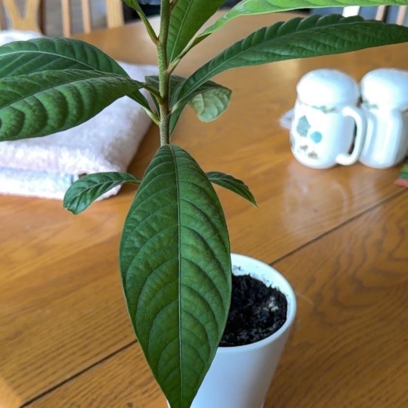 Photo of the plant species mamey sapote by @WinBlackgem78 named Jackie on Greg, the plant care app