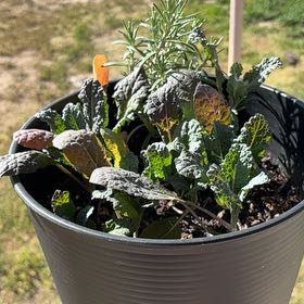 Photo of the plant species Kale by @YeahKatsura56 named Aristotle on Greg, the plant care app