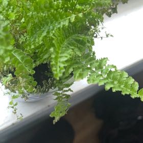 Photo of the plant species Fluffy Ruffles Fern by @JocundBushlily7 named Dax on Greg, the plant care app