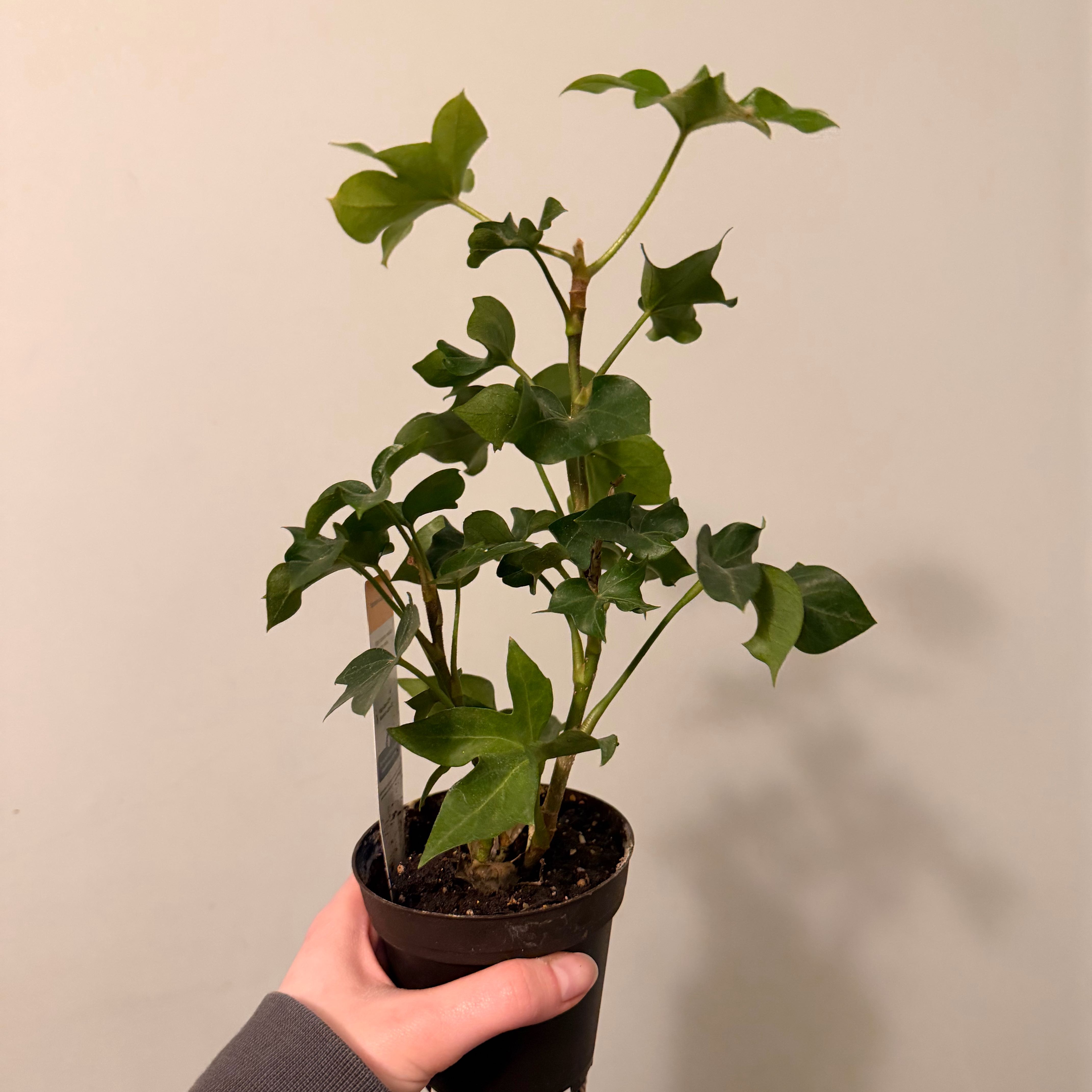 Photo of the plant species Tree ivy by @GracePeak named Tree Ivy on Greg, the plant care app