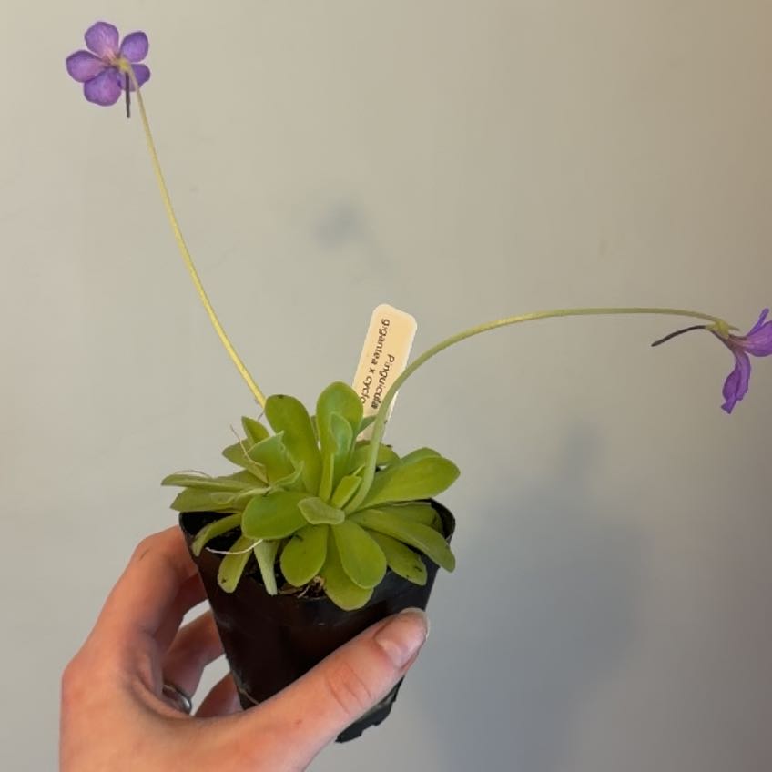 Photo of the plant species Giant Butterwort by @GracePeak named Pinguicula on Greg, the plant care app