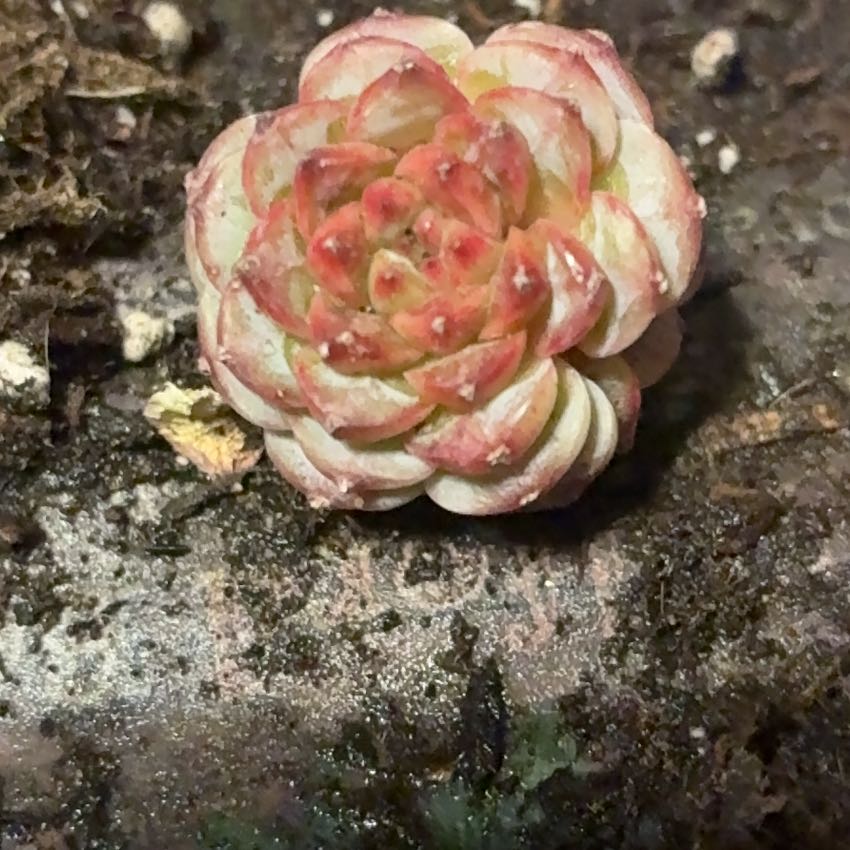 Photo of the plant species Swiss Pine by @NourishingRye4 named Zion on Greg, the plant care app