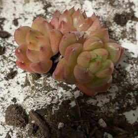 Photo of the plant species Spearleaf Stonecrop by @NourishingRye4 named Harmony on Greg, the plant care app