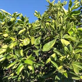 Photo of the plant species Citharexylum Spinosum by @PetEndive59 named Shakira on Greg, the plant care app