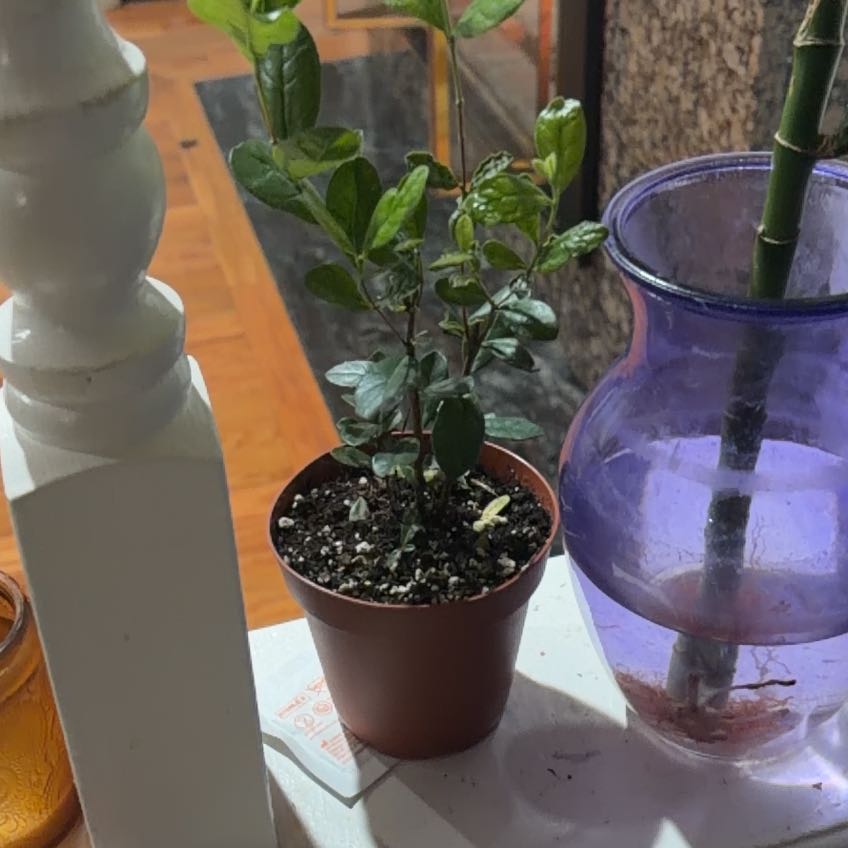 Photo of the plant species Pineapple Guava 'Apollo' by @GloriousSucc70 named Demi on Greg, the plant care app