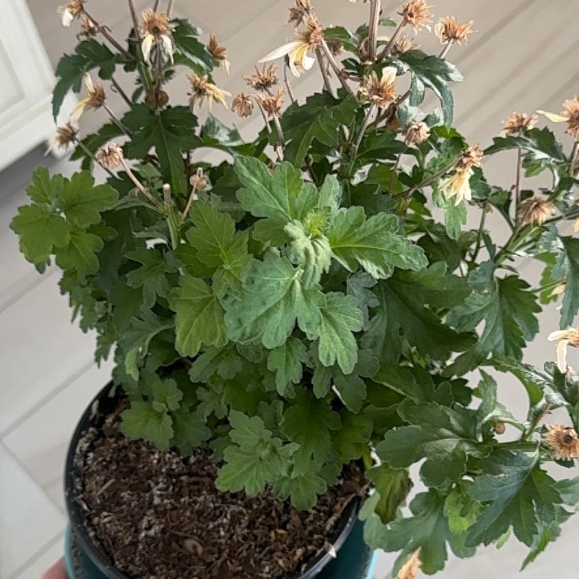 Photo of the plant species Feverfew by @FoxyCaladium7 named Mollie on Greg, the plant care app