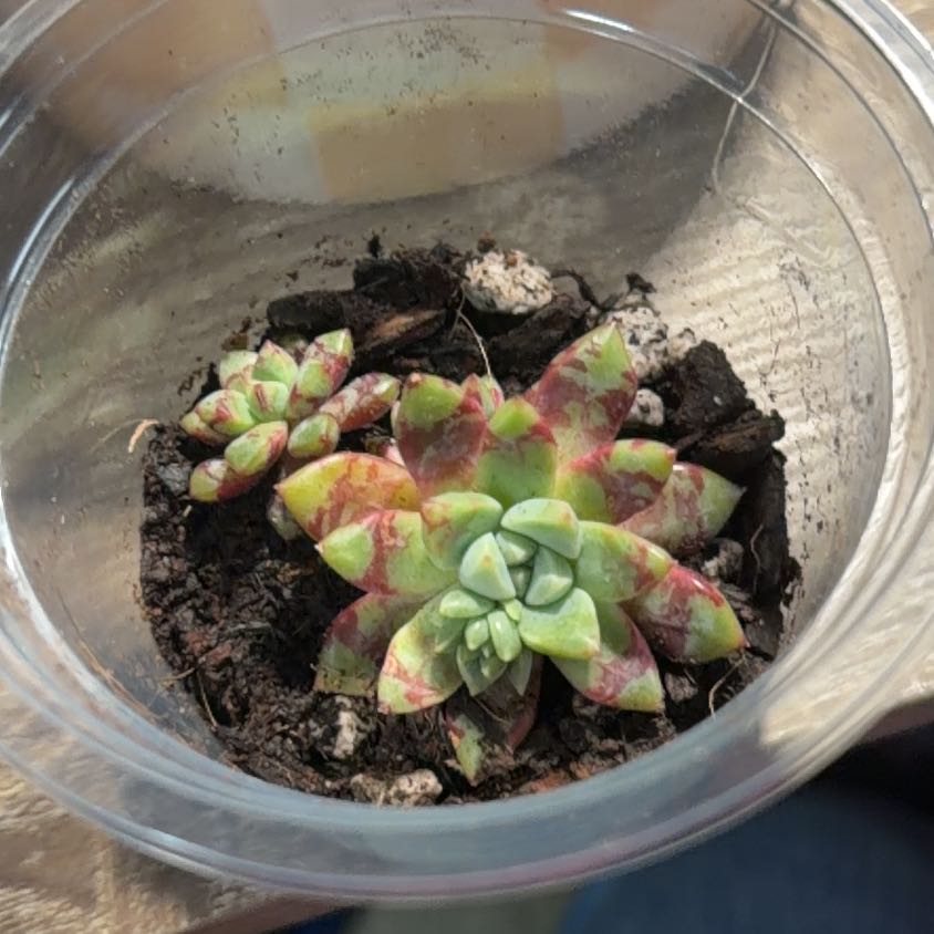 Photo of the plant species Bloody Yan by @HipFeijoa62 named Forrest on Greg, the plant care app