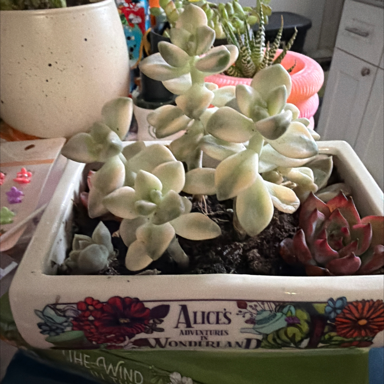 Photo of the plant species Mei Xing by @HipFeijoa62 named Hemingway on Greg, the plant care app