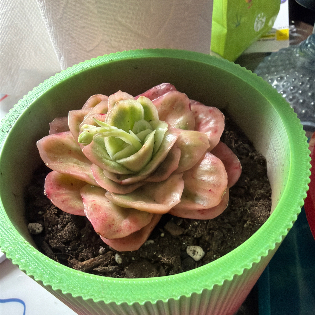 Photo of the plant species Ice rose by @HipFeijoa62 named Coco on Greg, the plant care app