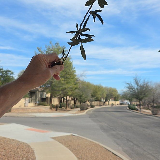 Photo of the plant species Russian Olive by @TerrificBorage named Robert Plant on Greg, the plant care app