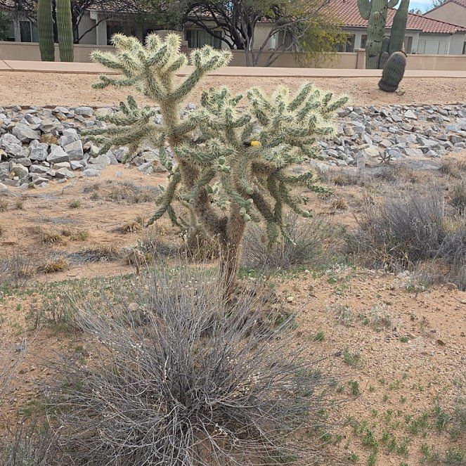 Photo of the plant species Sonoran Jumping Cholla by @TerrificBorage named Cleopatra on Greg, the plant care app