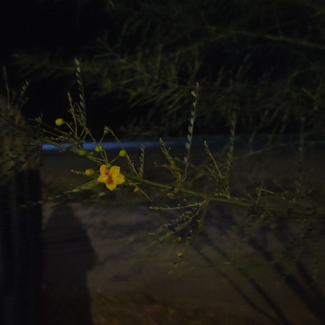 Photo of the plant species Palo Verde by @TerrificBorage named Marley on Greg, the plant care app