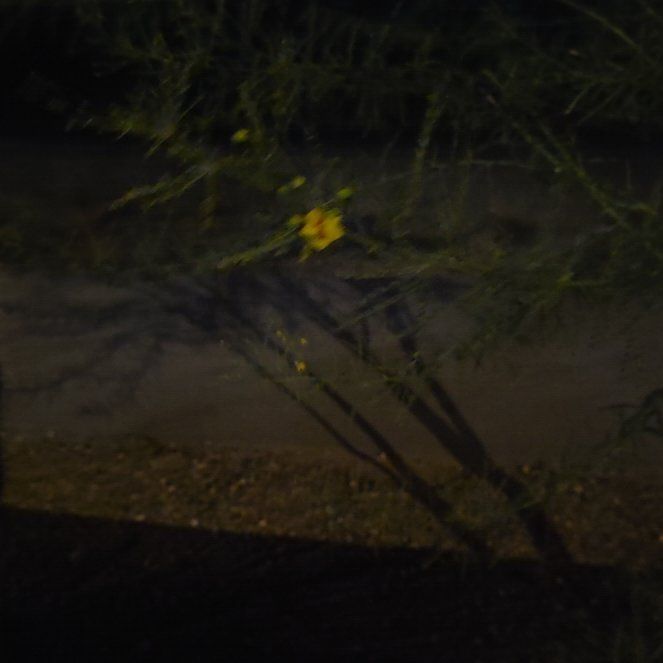 Photo of the plant species Flame Buttercup by @TerrificBorage named Kobe on Greg, the plant care app