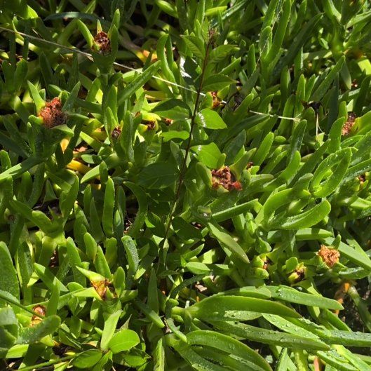 Photo of the plant species Purple Ice Plant by @ZestScotspine32 named Wall-E on Greg, the plant care app