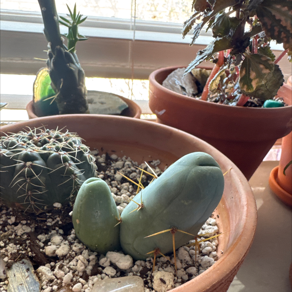 Photo of the plant species Penis cactus by @NoblyBluehaze19 named WeeWee on Greg, the plant care app