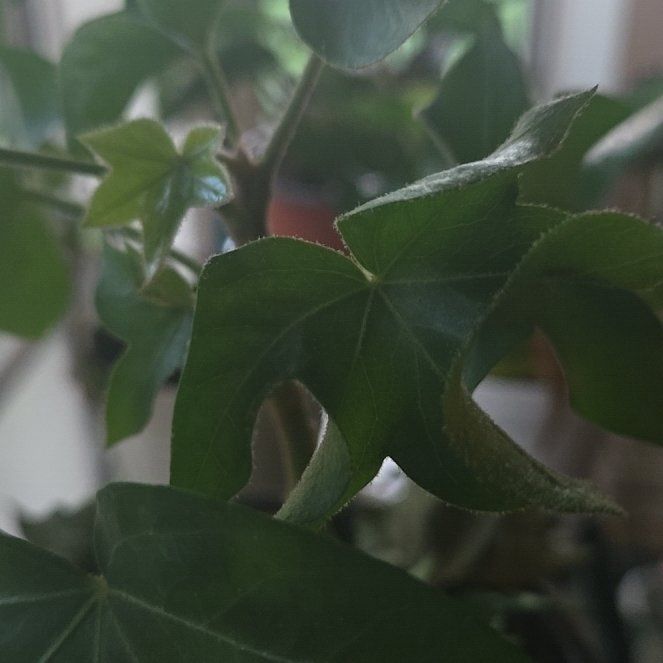 Photo of the plant species Hedge Maple by @CoolBloodleaf22 named Leaf Erickson on Greg, the plant care app